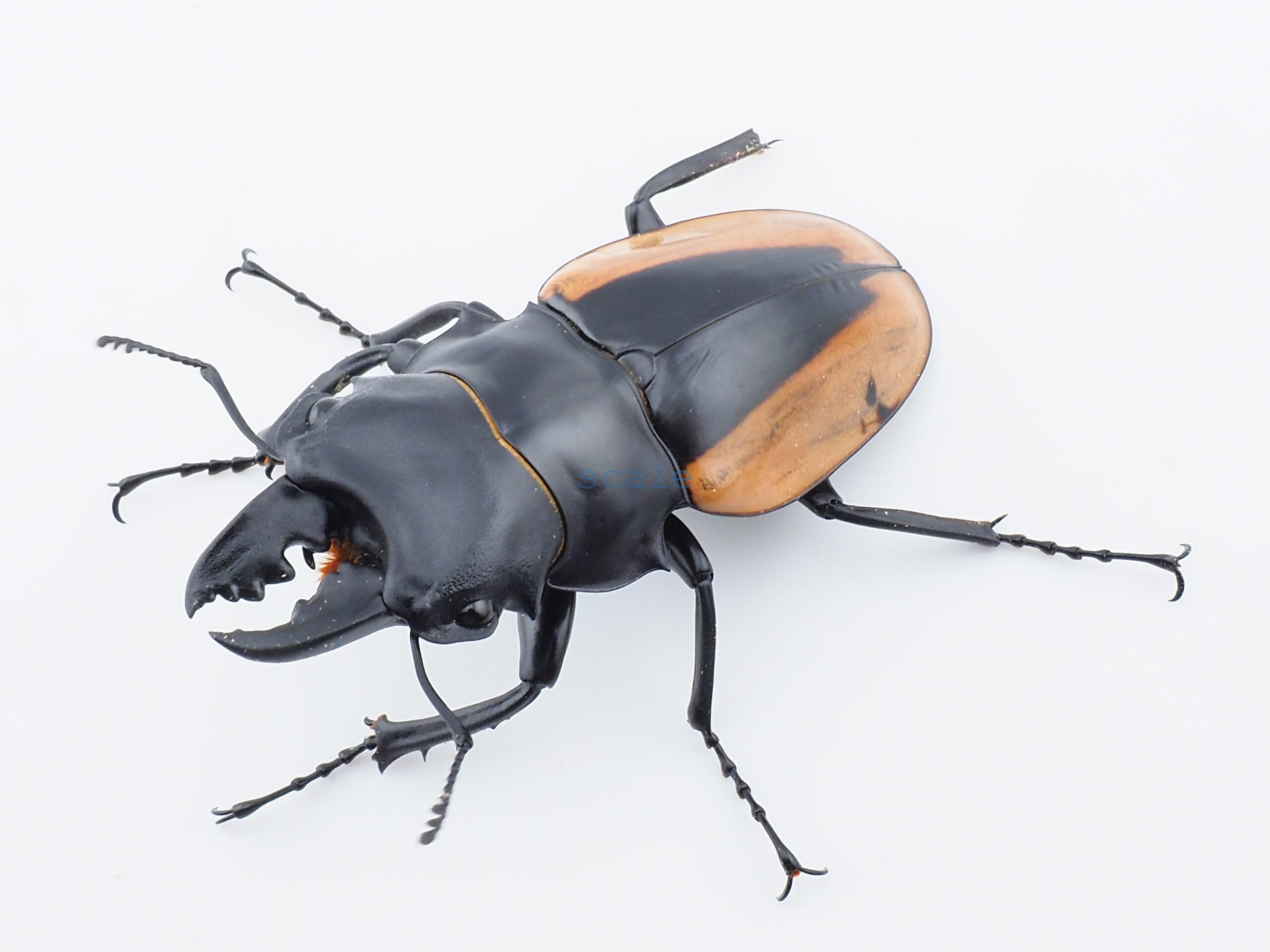 Odontolabis.cuvera.sinensisD➁