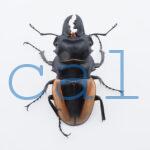 Odontolabis.cuvera.sinensisD➁