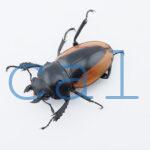 Odontolabis.cuvera.sinensisD➁