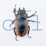 Odontolabis.cuvera.sinensisD➁