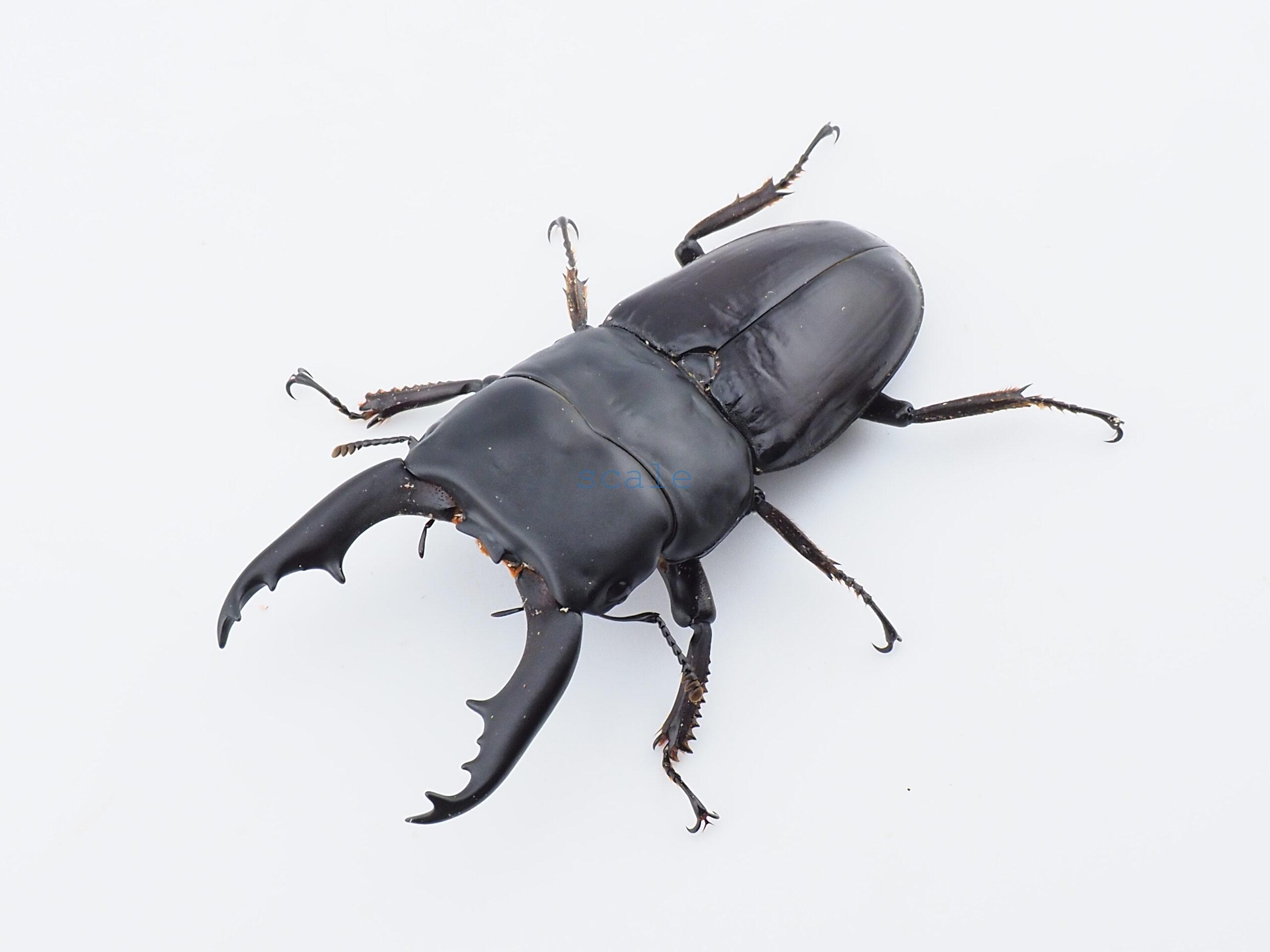 Dorcus daedalion