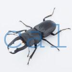Dorcus lvbu