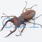 Lucanus marazziorum