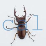 Lucanus marazziorum