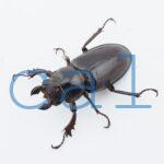 Lucanus  marazziorum