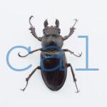 Lucanus  marazziorum