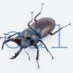 Pseudorhaetus oberthueri