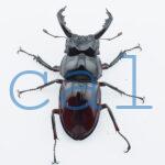 Pseudorhaetus oberthueri