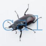 Pseudorhaetus oberthueri