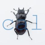 Pseudorhaetus oberthueri