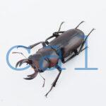 Digonophorus rubrolateris