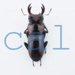 Digonophorus rubrolateris