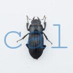 Digonophorus rubrolateris