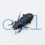 Digonophorus rubrolateris