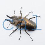 Allotopus rosenbergi