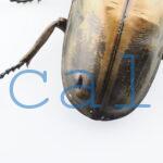 Allotopus rosenbergi