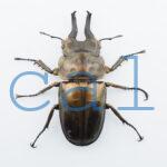 Allotopus rosenbergi