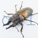 Allotopus rosenbergi