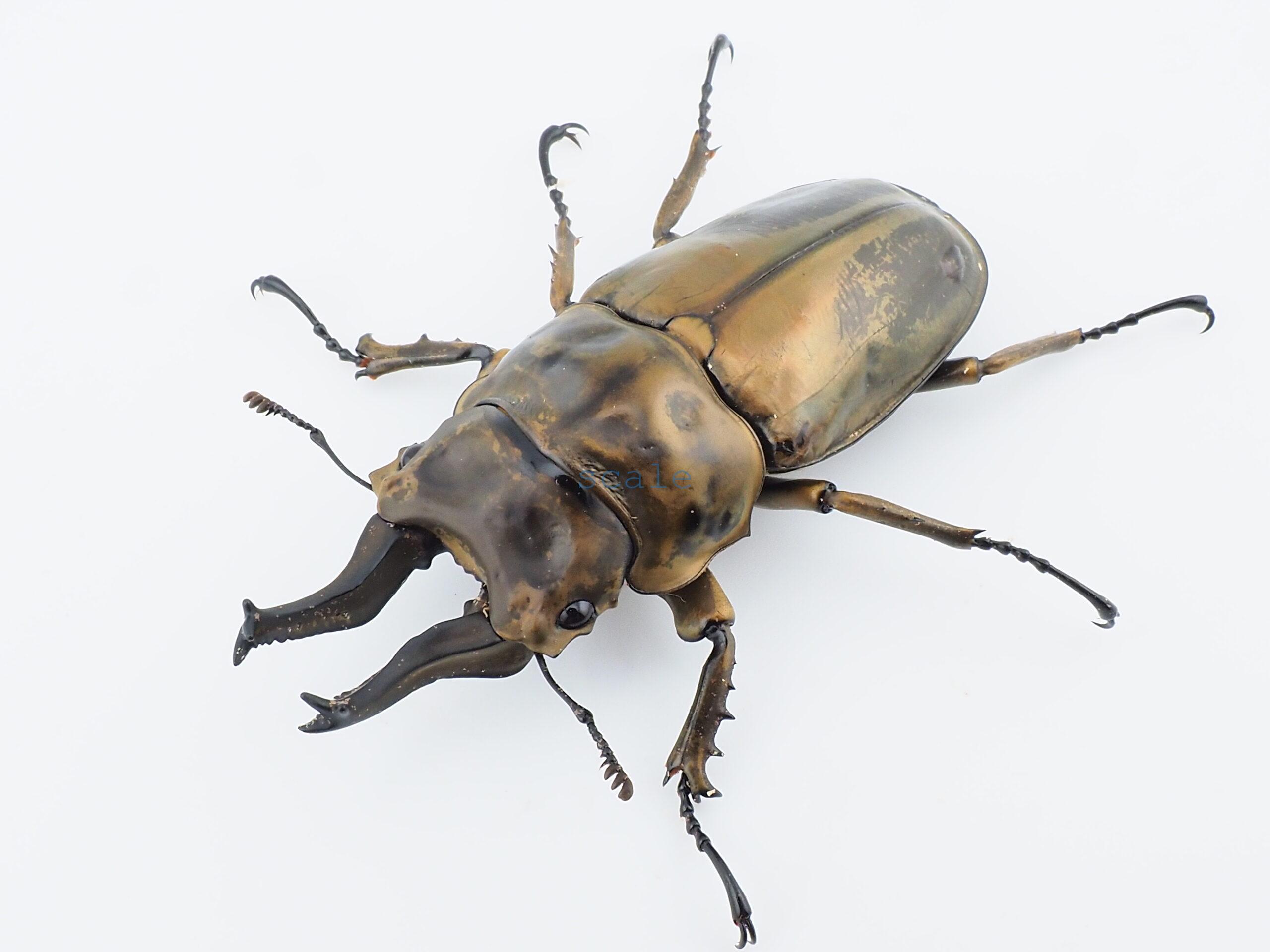 Allotopus rosenbergi