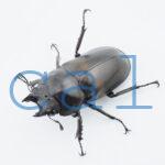 Allotopus rosenbergi