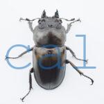 Allotopus rosenbergi