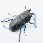 Allotopus rosenbergi