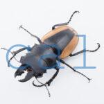 Odontolabis.cuvera.sinensisD①