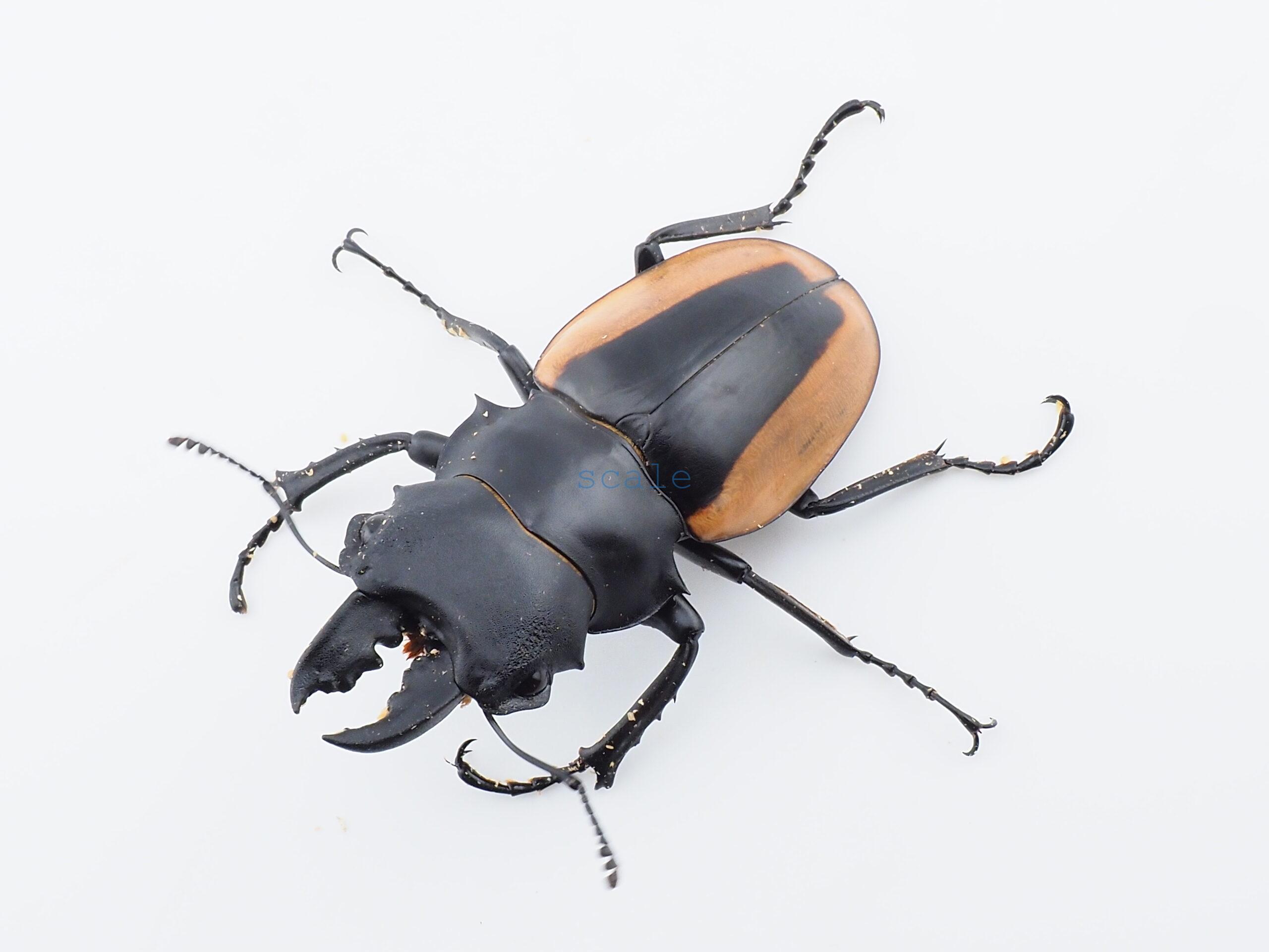 Odontolabis.cuvera.sinensisD①