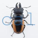 Odontolabis.cuvera.sinensisD①