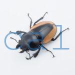 Odontolabis.cuvera.sinensisD①