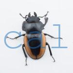 Odontolabis.cuvera.sinensisD①