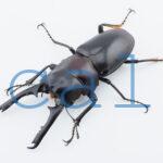 Prosopocoilus gertrudae