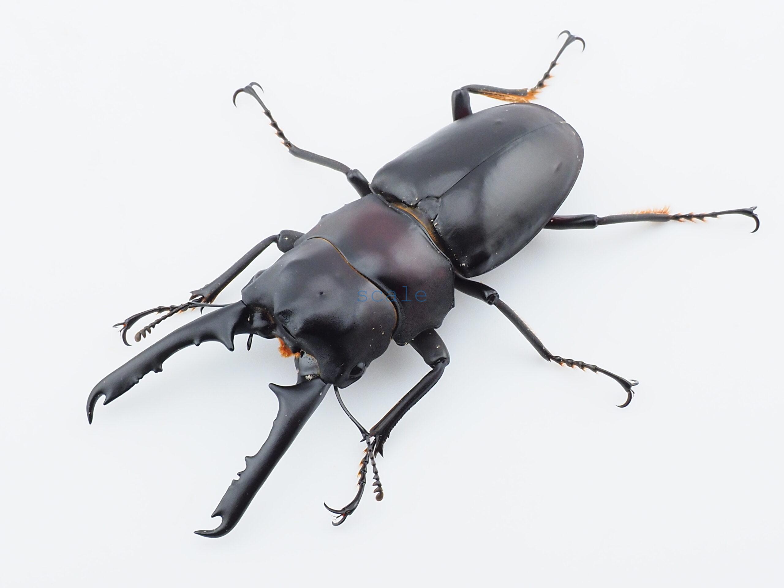 Prosopocoilus gertrudae