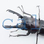 Prosopocoilus gertrudae