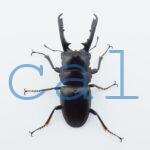 Prosopocoilus gertrudae