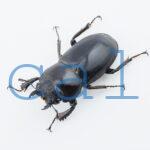 Prosopocoilus gertrudae