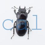 Prosopocoilus gertrudae