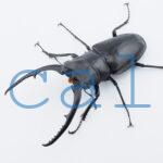 Prosopocoilus confuciusL