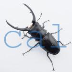 Prosopocoilus confuciusL