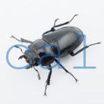 Prosopocoilus confuciusL