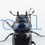 Prosopocoilus confuciusL