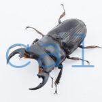 Aegus platyodon  leopoldi