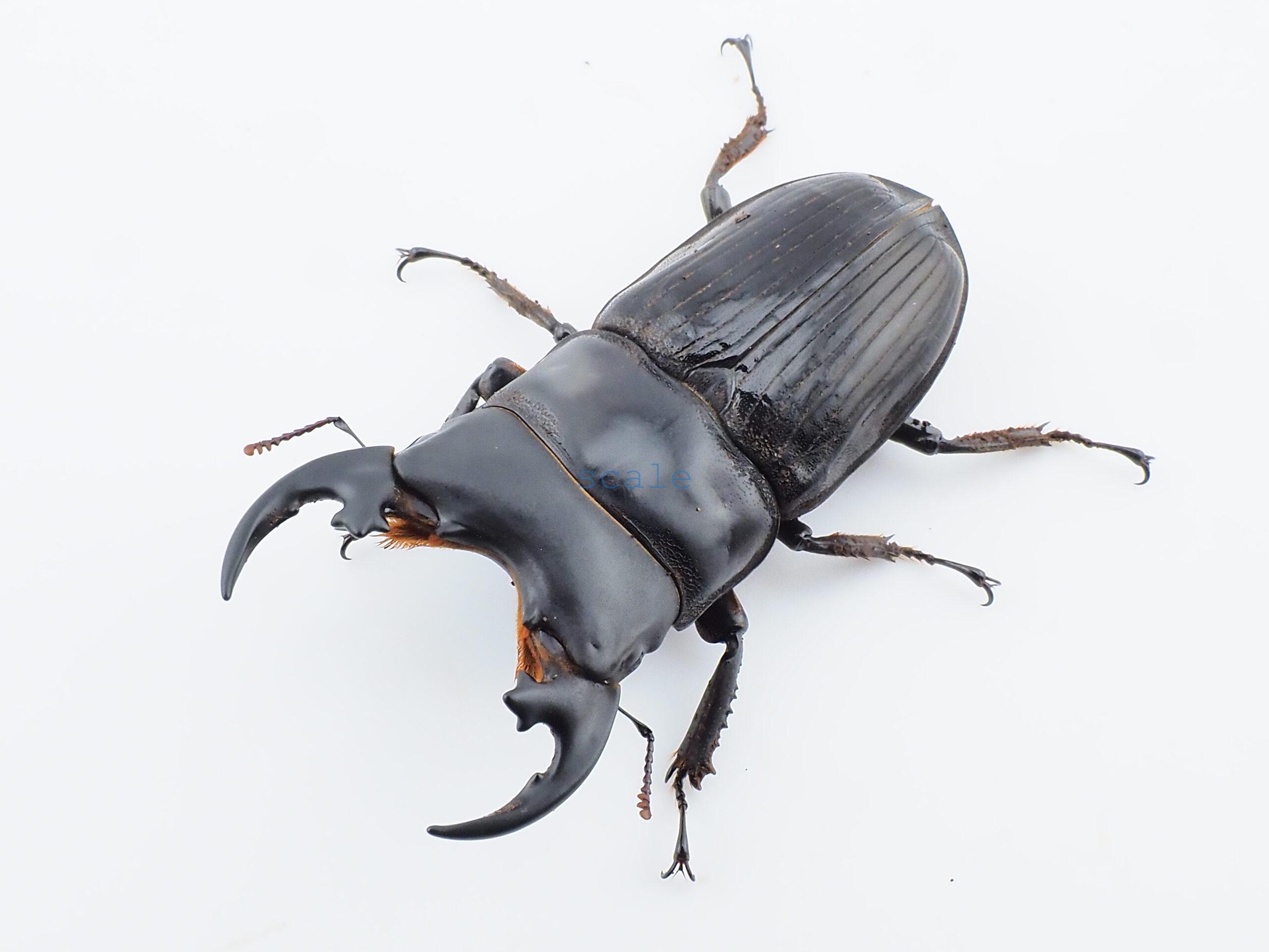 Aegus platyodon  leopoldi