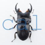 Aegus platyodon  leopoldi