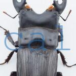 Aegus platyodon  leopoldi