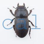 Aegus platyodon  leopoldi