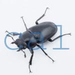 Prosopocoilus giraffa giraffa