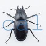 Prosopocoilus giraffa giraffa