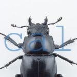 Prosopocoilus giraffa giraffa