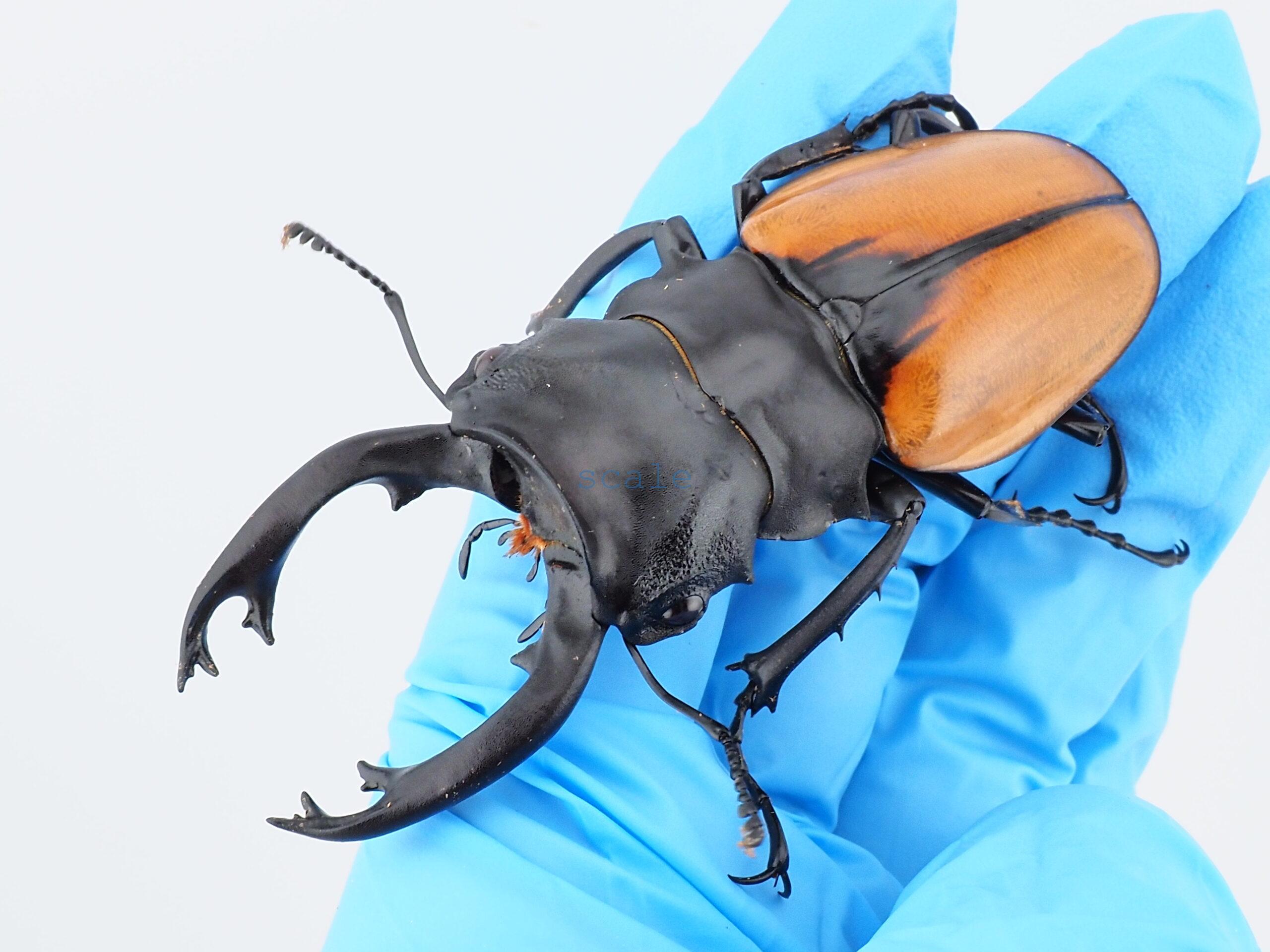 Odontolabis.cuvera.sinensisD Savannakhet S1